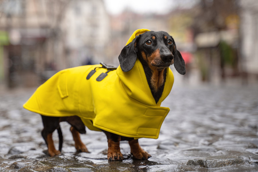 Cane che indossa un cappottino giallo