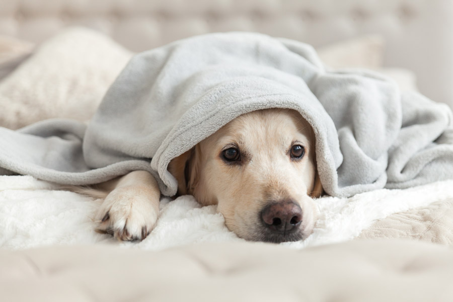 Cane con raffreddore sotto la coperta