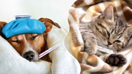 Cane e gatto con termometro e coperta