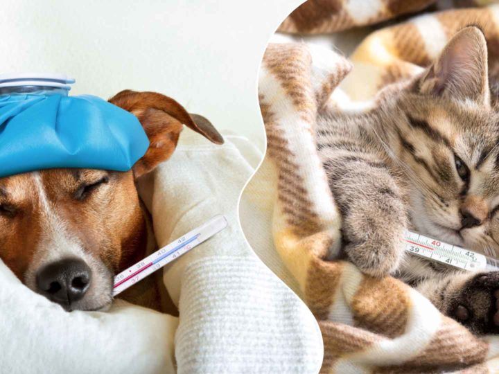 Dogs and cats also catch colds