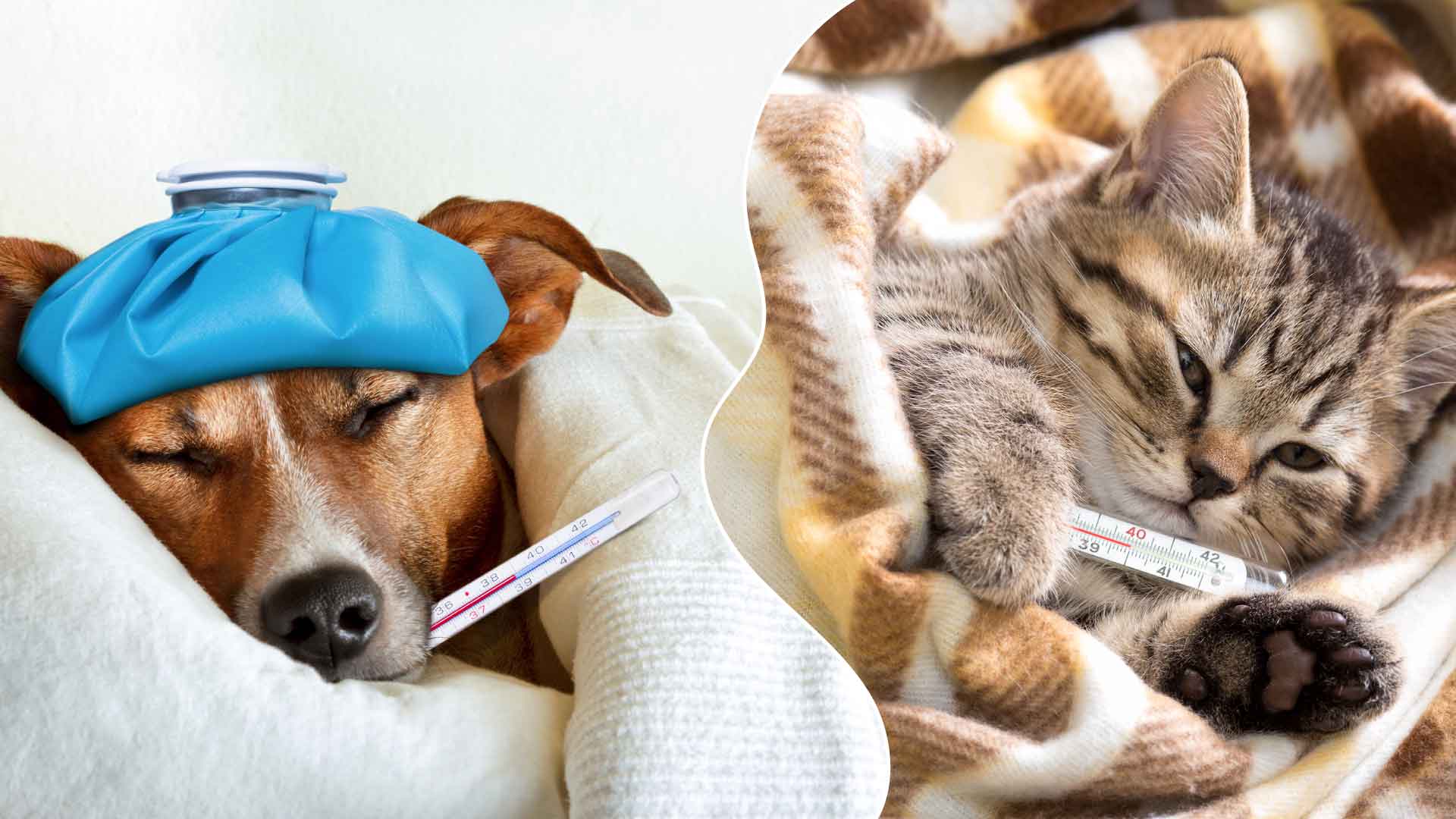 Cani, gatti e raffreddore: malanni di stagione e rimedi – YUUP!