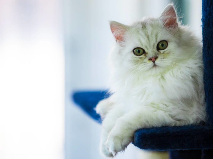 Most affectionate and sociable cat breeds