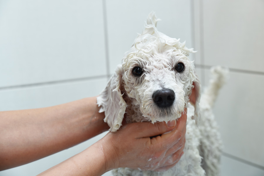 Use the right products to wash a curly-haired dog