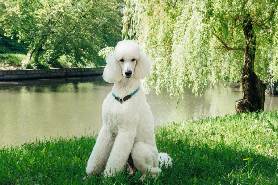 Cane barbone su un prato