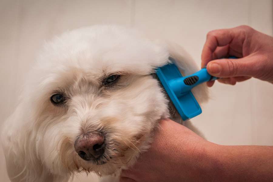 Brushing a curly-haired dog requires a grooming brush and a wide tooth comb.