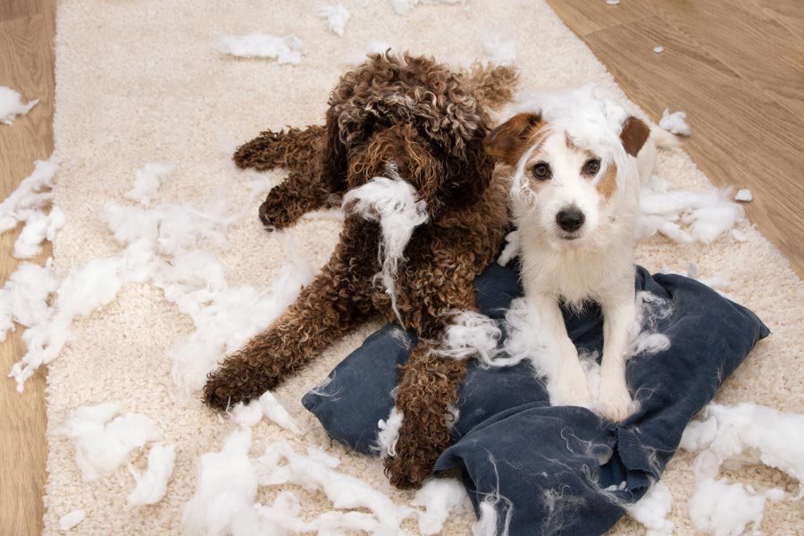 Due cani hanno distrutto un cuscino