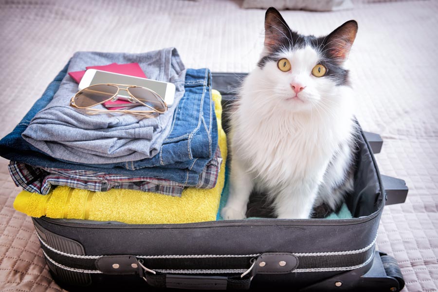 Insurance policies for travel with animals