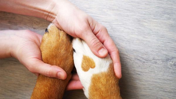 Donna tiene le zampe di un cane tra le mani