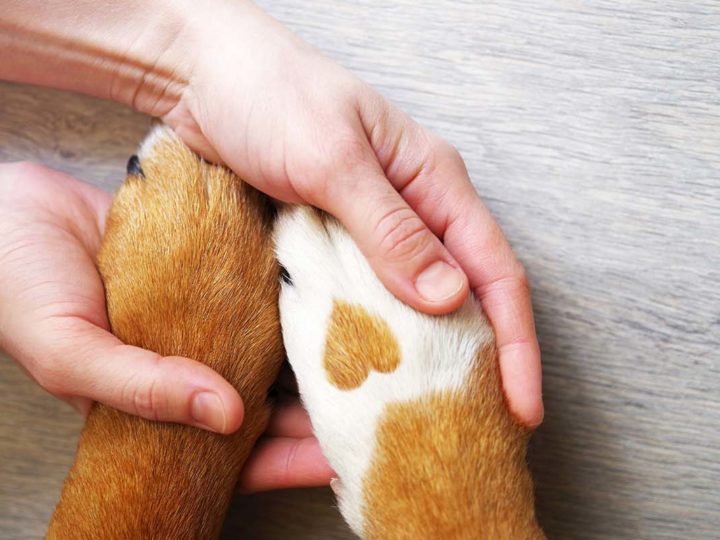 Pólizas de seguro para los amigos de cuatro patas