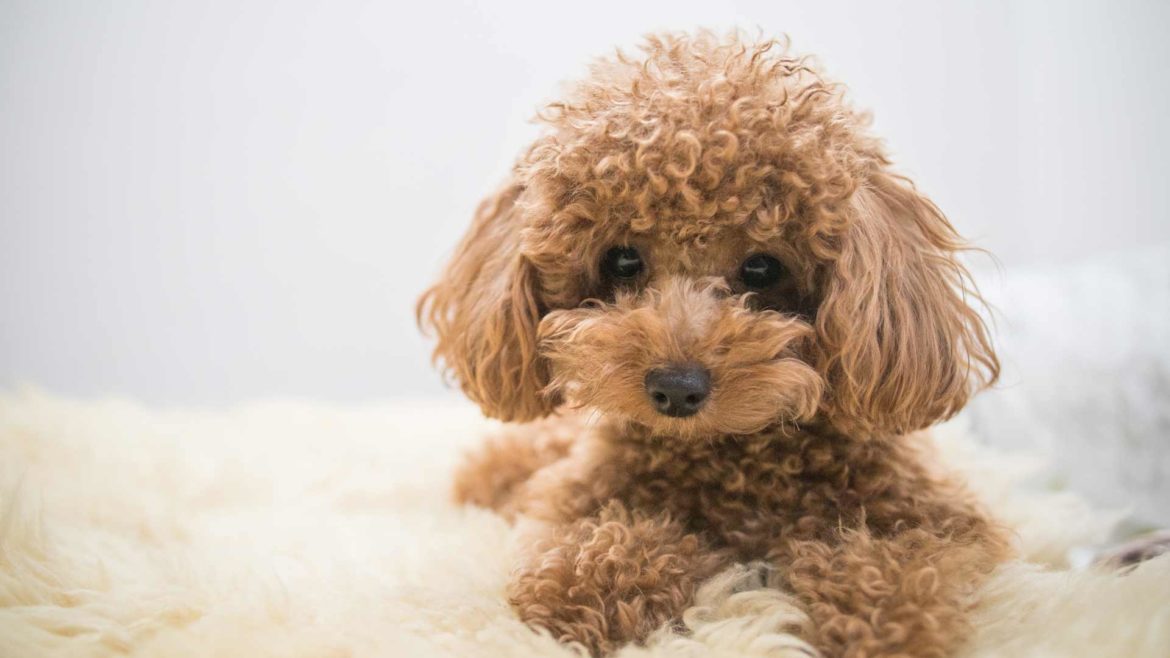 Curly hair of dogs: the best way to treat it - YUUP!