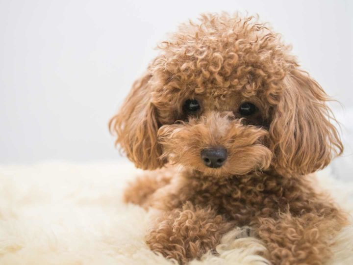 Curly hair of dogs: the best way to treat it