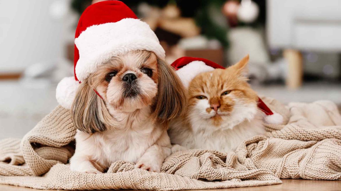 Cane e gatto con cappello da Babbo Natale