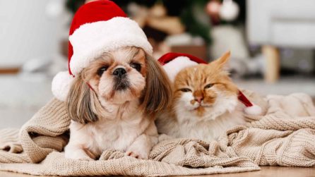 Cane e gatto con cappello da Babbo Natale