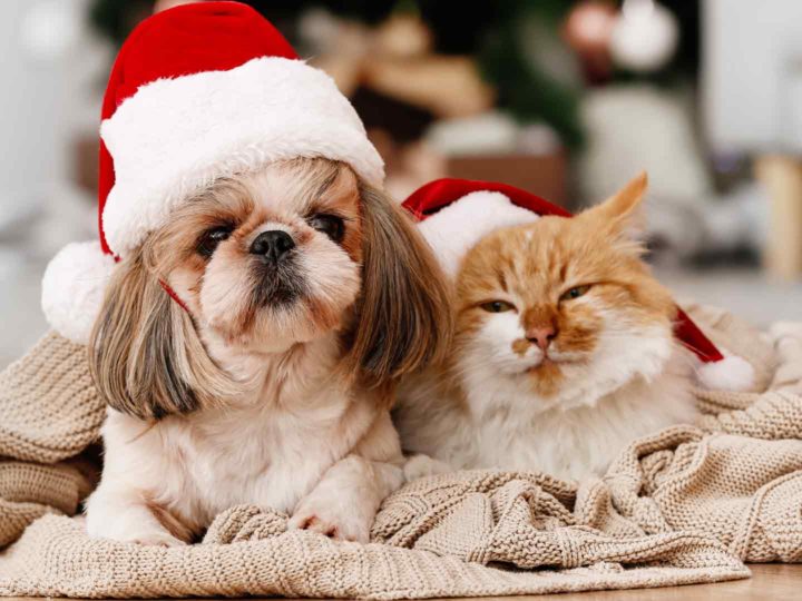 Animals at Christmas: what we should pay attention to during the holidays