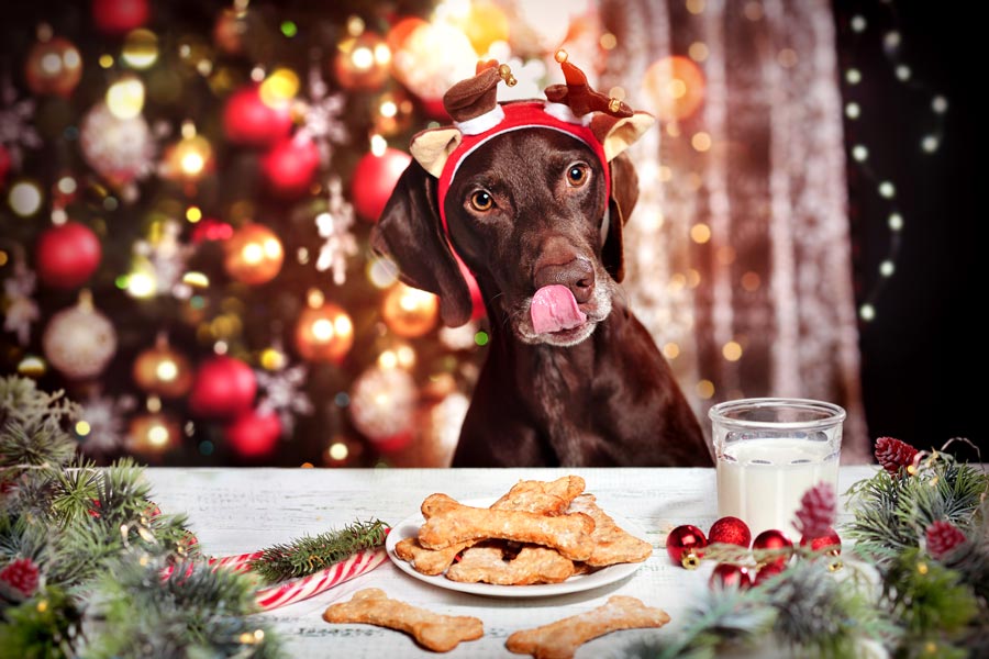 Cane a tavola durante la cena di Natale