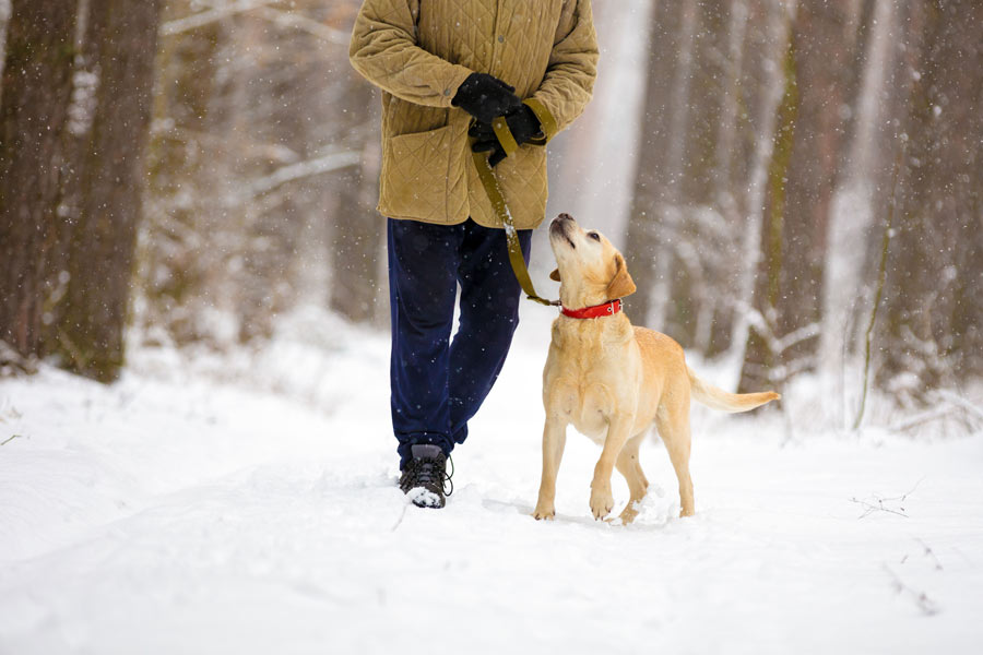 Cane e padrone a passeggio in un sentiero innevato