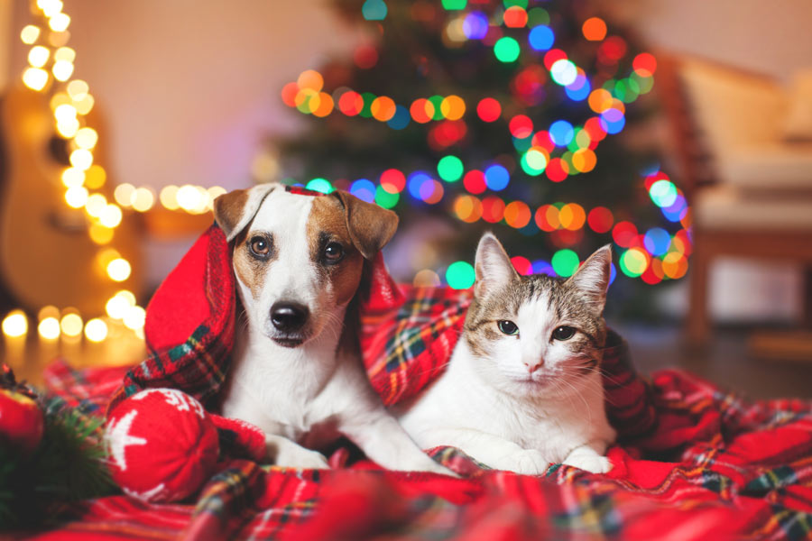 Cane e gatto su una coperta con un albero di Natale sullo sfondo