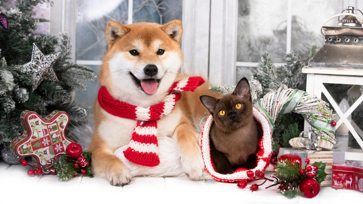 Cane e gatto tra i regali di Natale