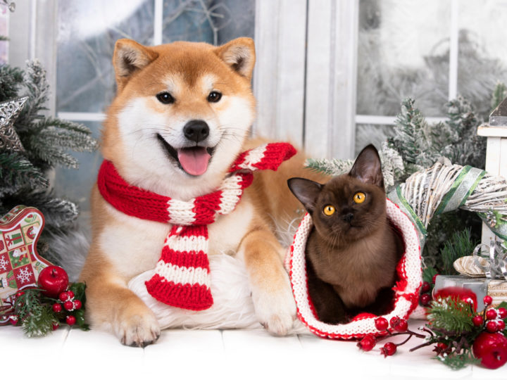 Los mejores regalos de Navidad para perros y gatos