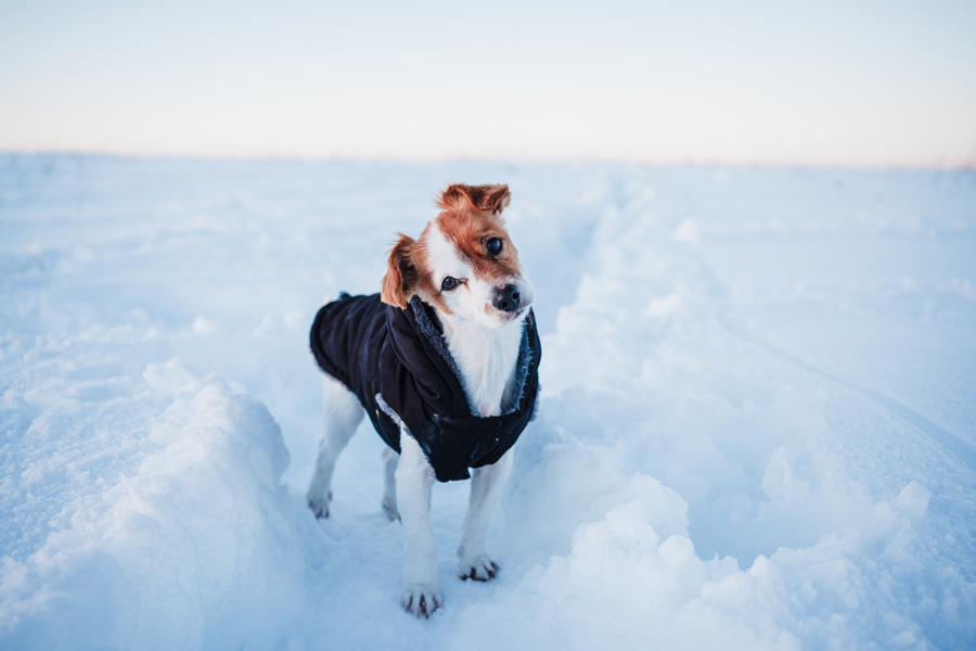 Cane sulla neve che indossa un cappottino