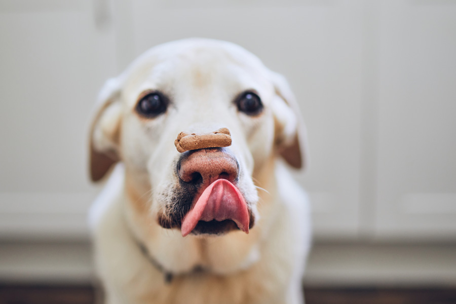 Cane con un biscotto sul naso