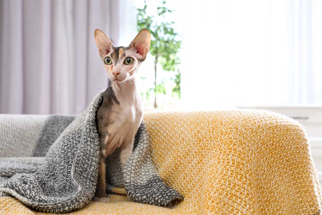 Gatto senza pelo seduto sopra il divano sotto una coperta di lana