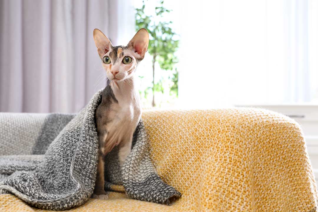 El hogar es el entorno más adecuado para los gatos sin pelo.