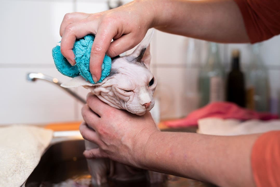 Gatto senza pelo viene pulito con un panno umido