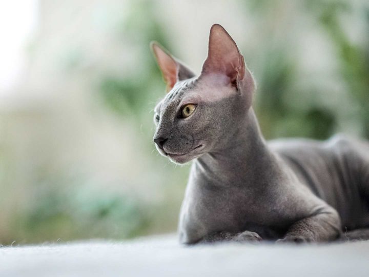 Gatos sin pelo: curiosidades y características