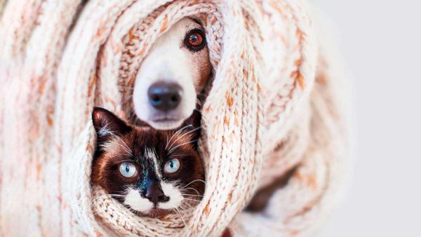 Cane e gatto avvolti in una coperta
