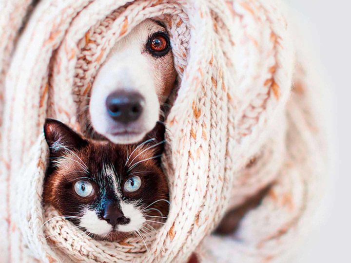 Come proteggere i tuoi animali dal freddo