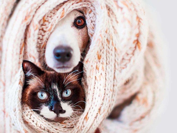 How to protect your animals from cold weather