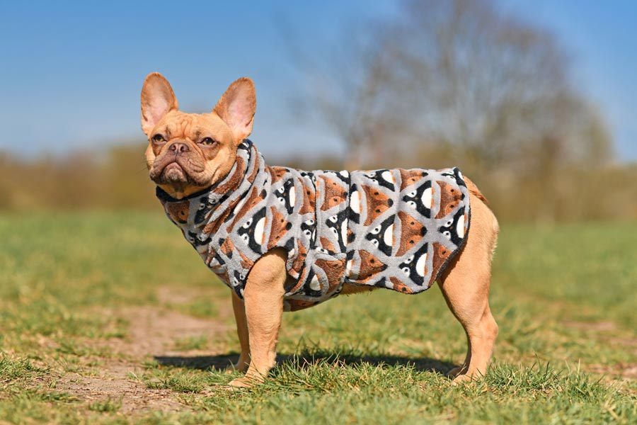 Bulldog francese con addosso un cappotto