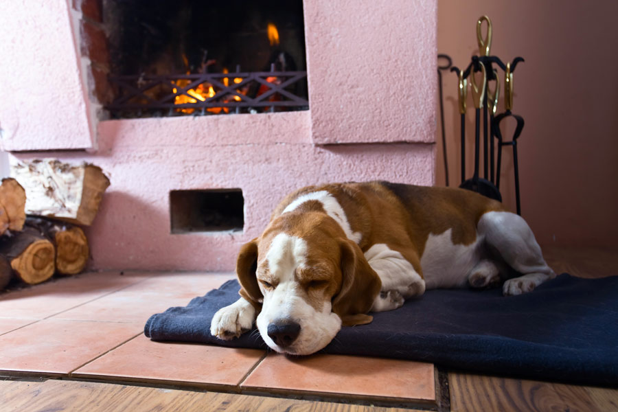 Cane che dorme davanti al caminetto acceso