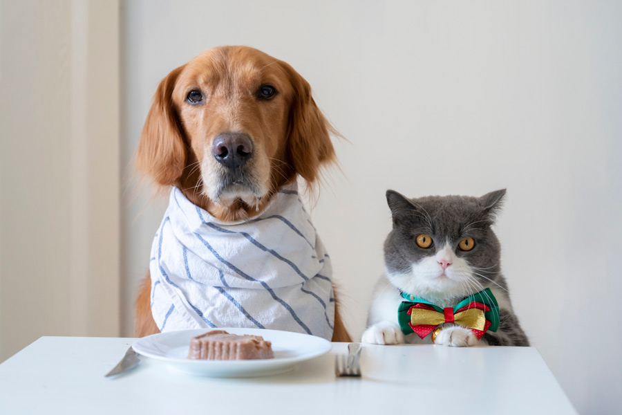 Cane e gatto davanti a una tavola imbandita