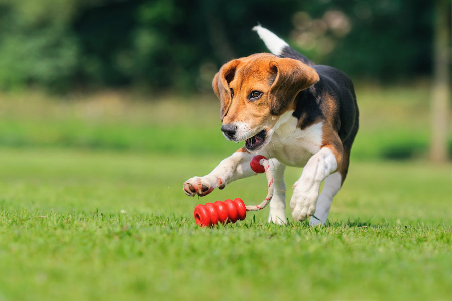Cane di razza beagle gioca sull'erba con un kong, un gioco per l'attivazione mentale del cane