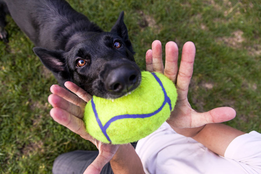 Cane nero di grossa taglia consegna una palla da football nelle mani del padrone