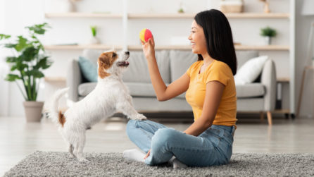 Cane di piccola taglia appoggiato con le zampe anteriori sulle gambe di una donna seduta a gambe incrociate che tiene in mano una pallina