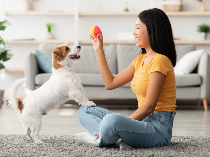 How to stimulate your dog’s intelligence through mental activation games