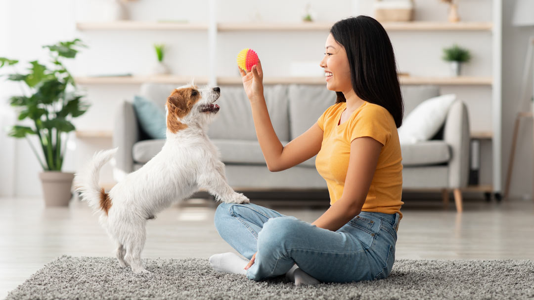 Cane di piccola taglia appoggiato con le zampe anteriori sulle gambe di una donna seduta a gambe incrociate mentre tiene in mano una pallina di fronte al cane