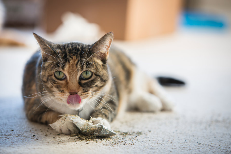 Gatto grigio sdraiato prono si lecca dai baffi l’erba gatta in polvere.