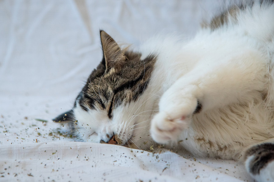 Gatto bianco e grigio sdraiato sul letto che strofina il muso sull'erba gatta in polvere.