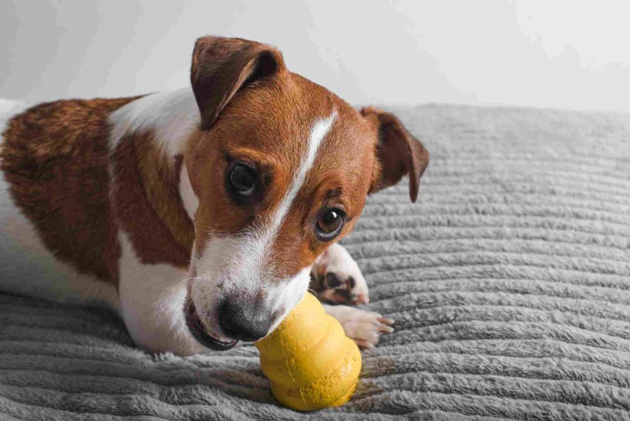 Cane di piccola taglia gioca sul divano con un gioco per l'attivazione mentale