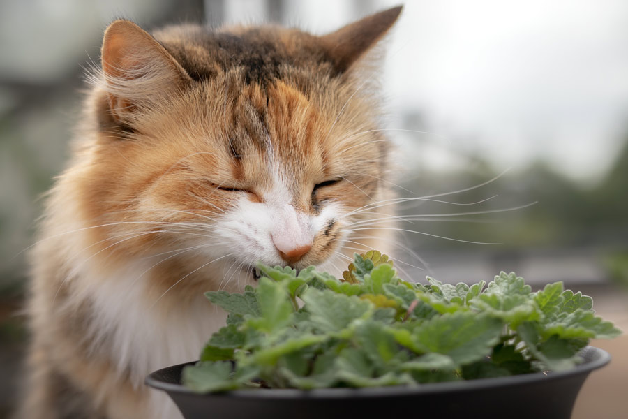 Gatto rosso che annusa l'erba gatta all'interno di un vaso