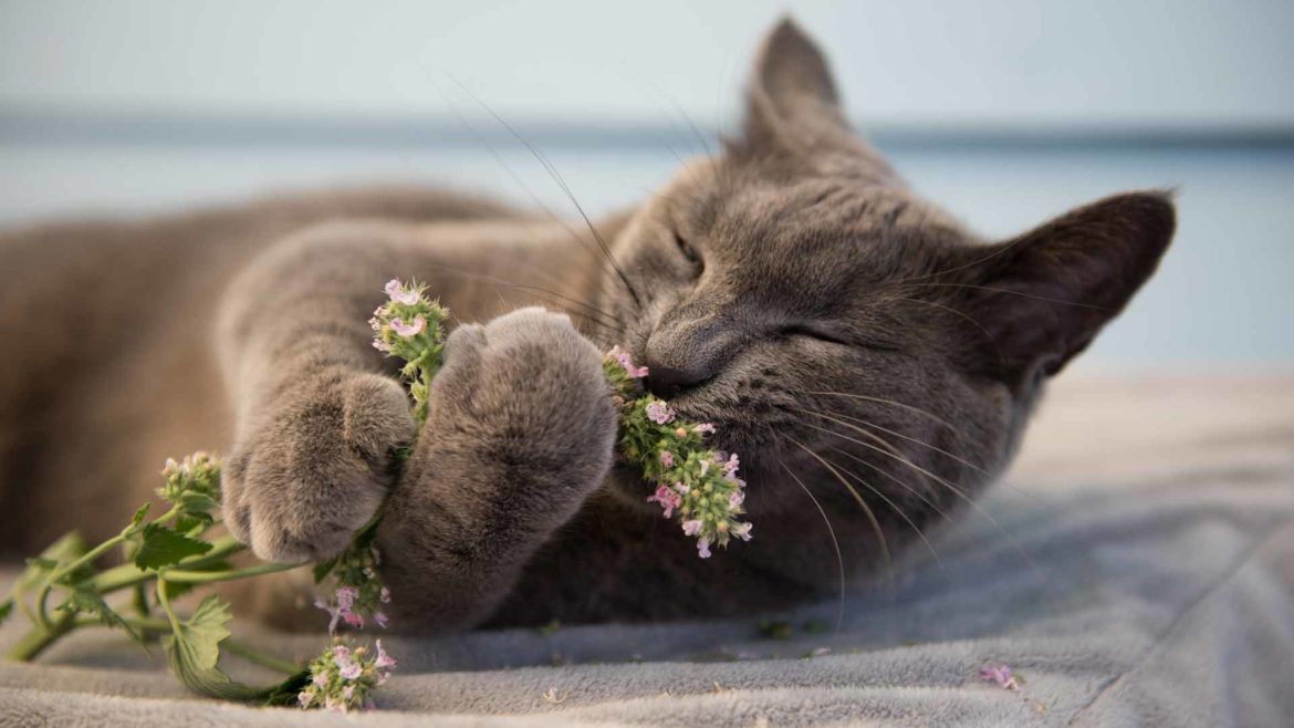 Gatto grigio sdraiato sul letto che abbraccia un ramo di erba gatta fresca.