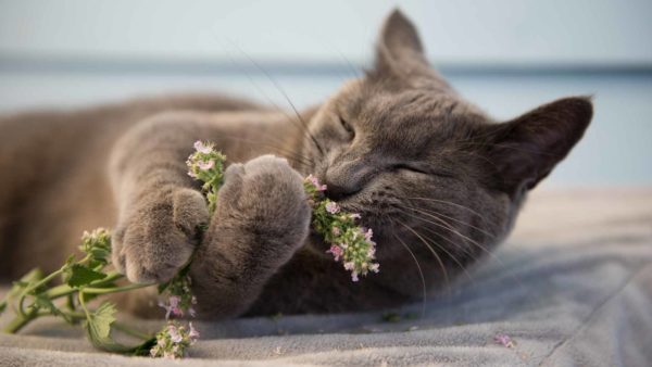 Gatto grigio sdraiato sul letto che abbraccia un ramo di erba gatta fresca.