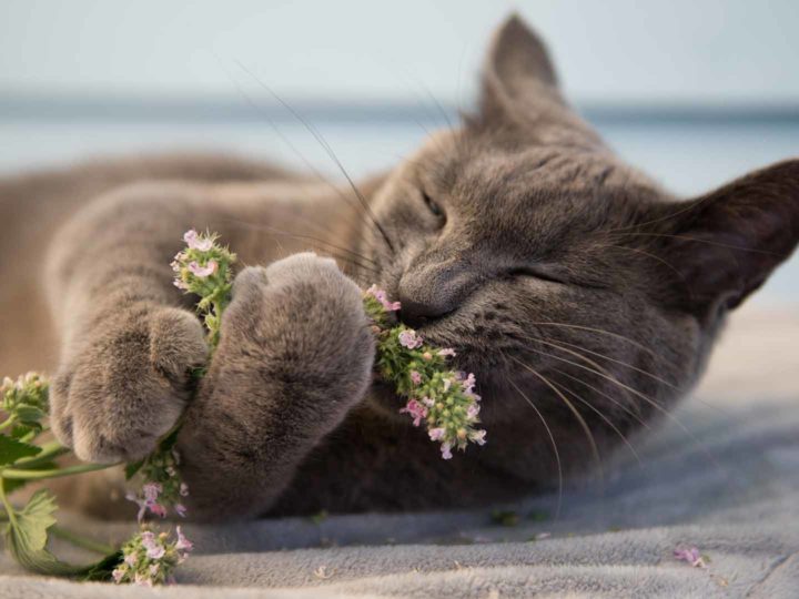 Perché ai gatti piace l’erba gatta?