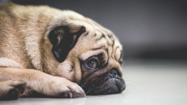 Bulldog francese sdraiato a terra con un muso triste