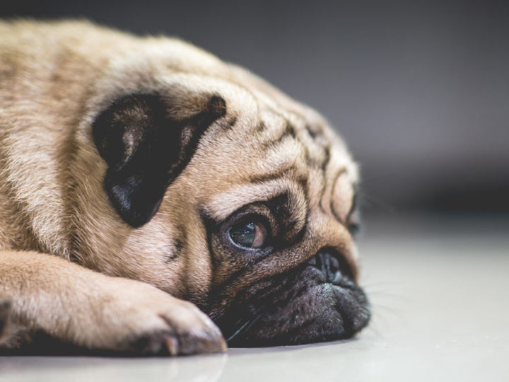 Can dogs suffer from stress as well? Causes, symptoms and remedies