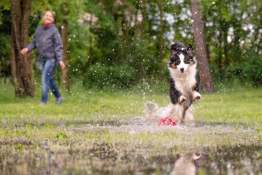 Cane nero che corre nel parco e salta in una pozzanghera dopo la pioggia
